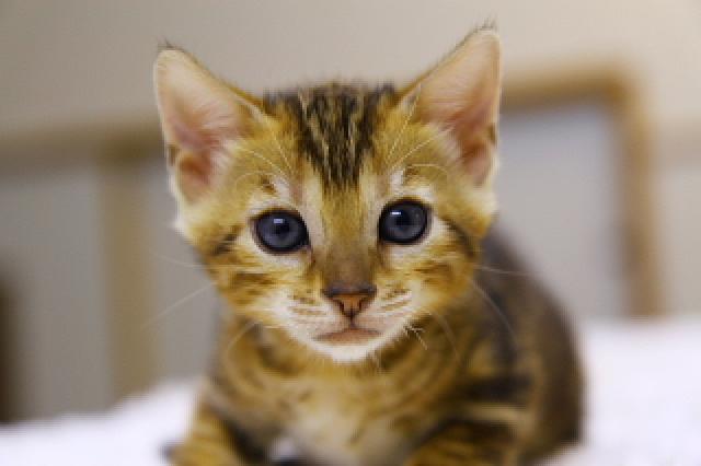 ベンガルブラウン・マーブルド・タビー