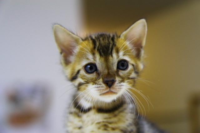 ベンガルブラウン・スポテッド・タビー