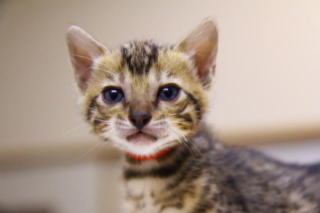 ベンガルブラウン・スポテッド・タビー