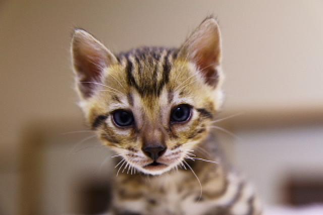 ベンガルブラウン・スポテッド・タビー