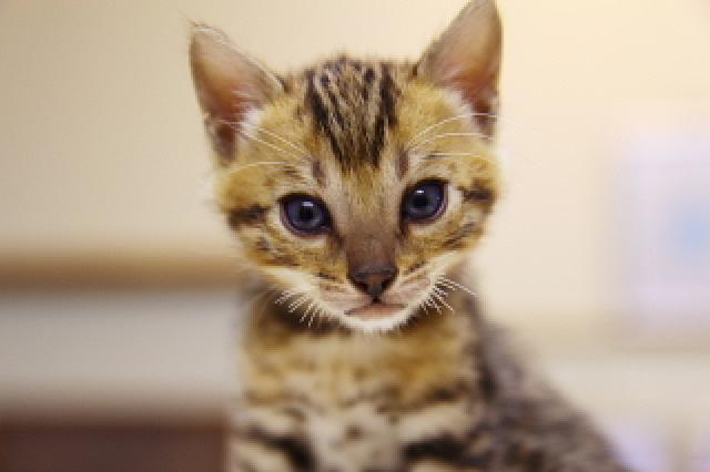 ベンガルブラウン・スポテッド・タビー