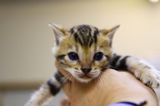 ベンガルブラウン・マーブルド・タビー