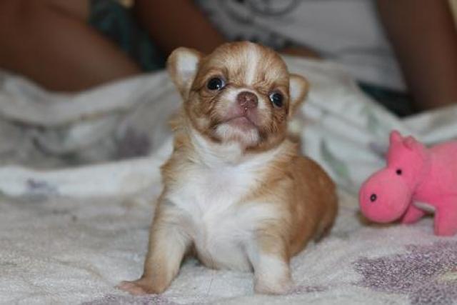 チワワ（ロングコート）