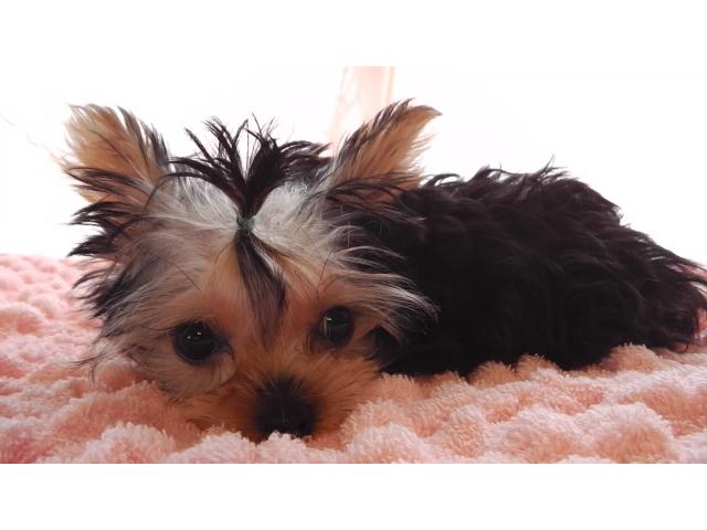 ヨークシャーテリア