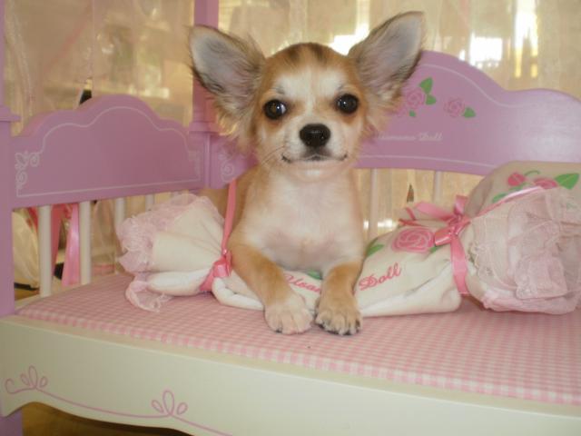 チワワ(ロングコート)