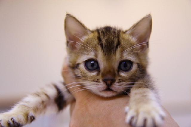 ベンガルブラウン・スポテッド・タビー