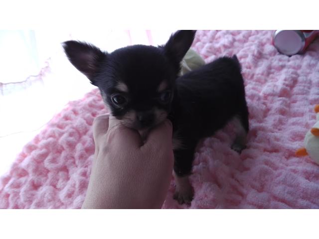 チワワ（ロングコート）