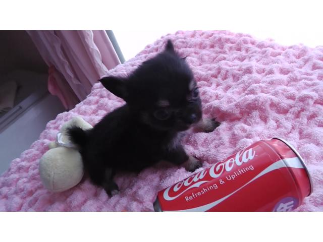 チワワ（ロングコート）