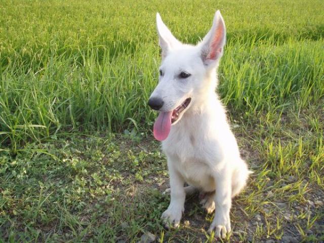 ホワイトシェパード