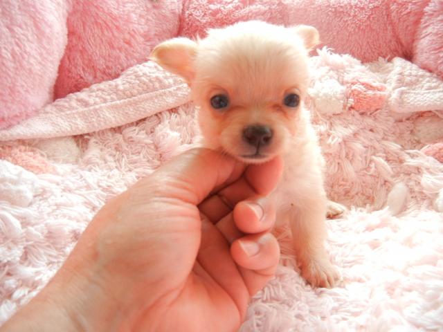 チワワ（ロングコート）