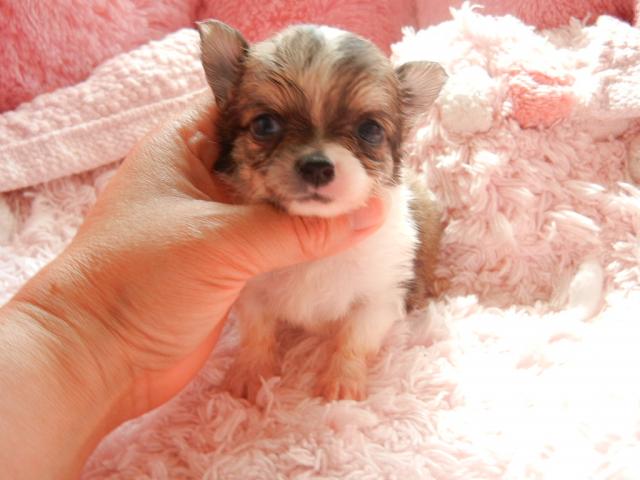 チワワ（ロングコート）