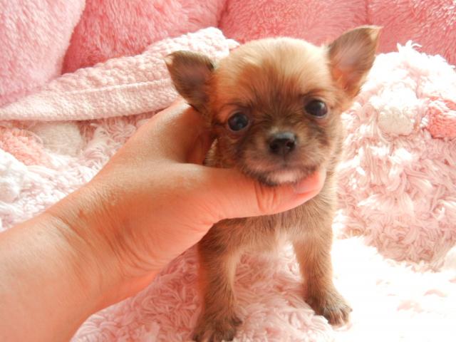 チワワ(ロングコート)