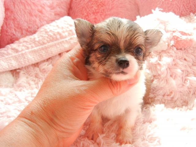 チワワ(ロングコート)