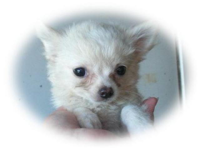 チワワ（ロングコート）