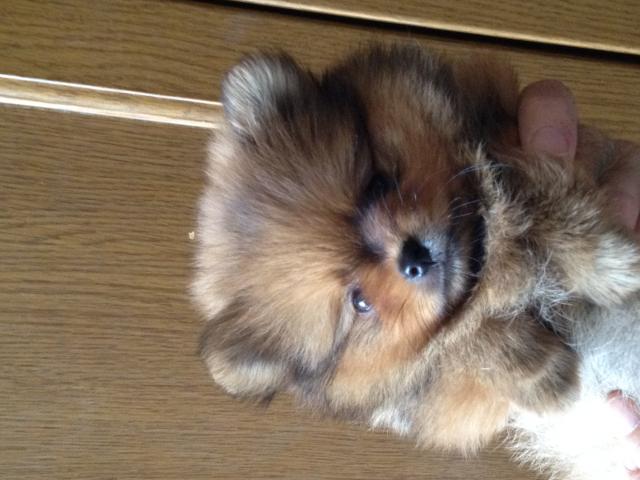 ポメラニアン