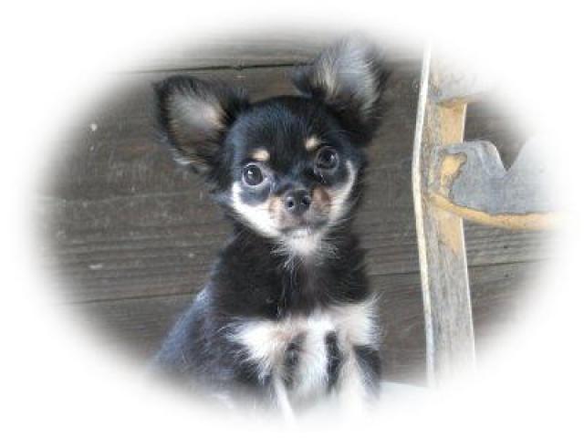 チワワ(ロングコート)