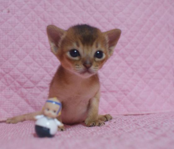 アビシニアン
