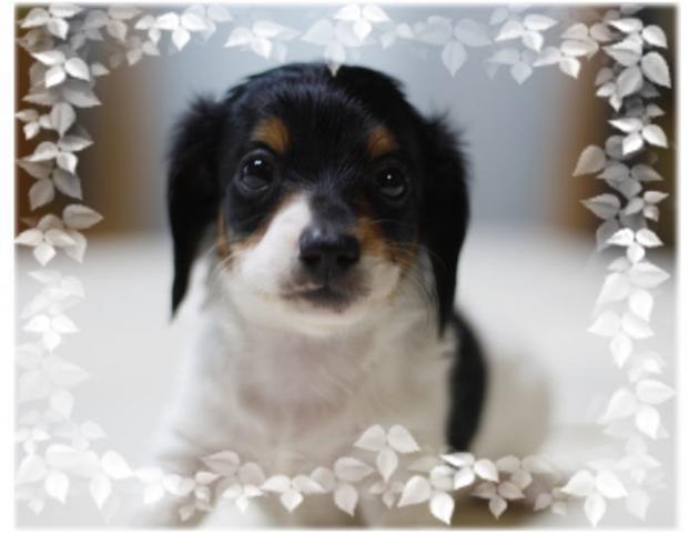 ミニチュアダックスフンド