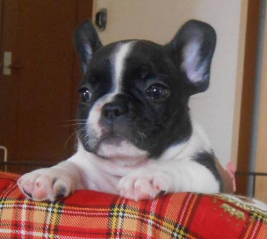 フレンチブルドッグ