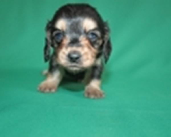 カニンヘンダックスフンド