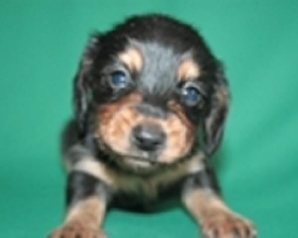 カニンヘンダックスフンド