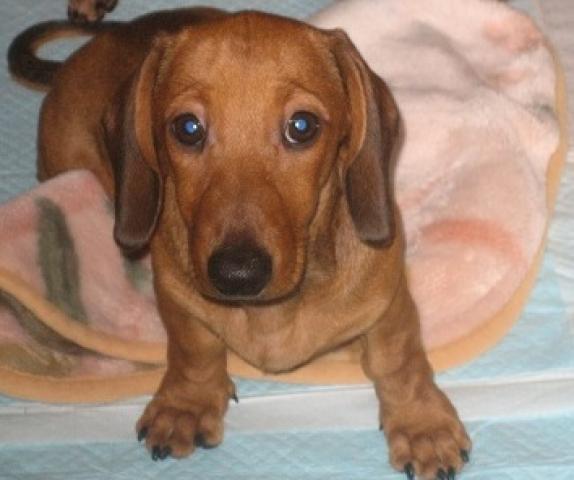 ミニチュアダックスフンドスムース