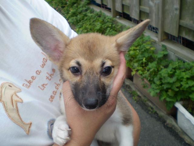 ウェルシュコーギーペンブローク