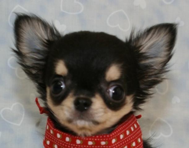 チワワ(ロングコート)