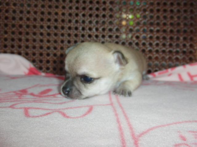 チワワ（スムースコート）