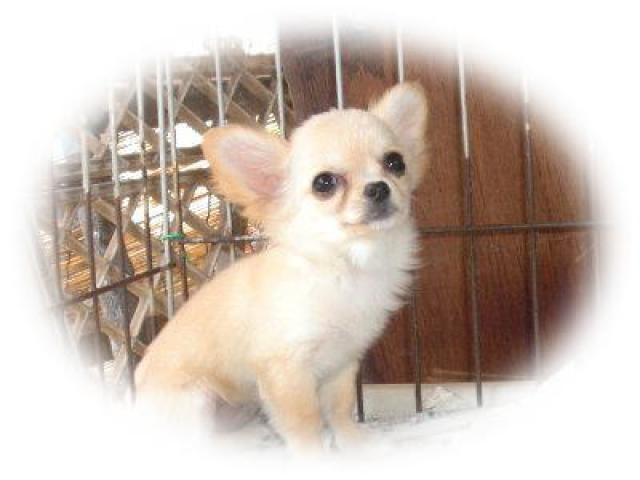 チワワ(ロングコート)