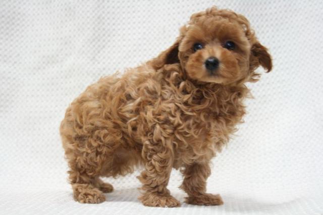 トイプードル
