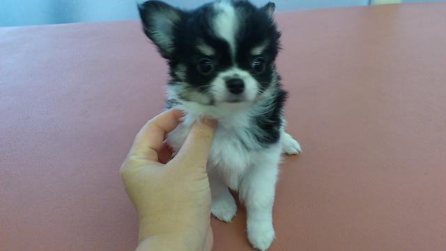 チワワ(ロングコート)