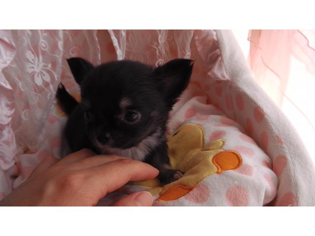 チワワ（ロングコート）