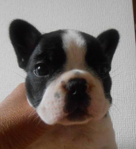 フレンチブルドッグ