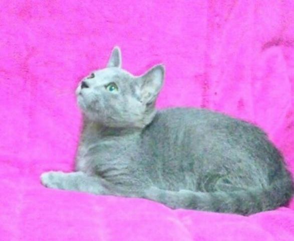 ロシアンブルー