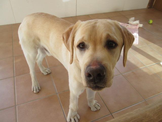 ラブラドールレトリーバー