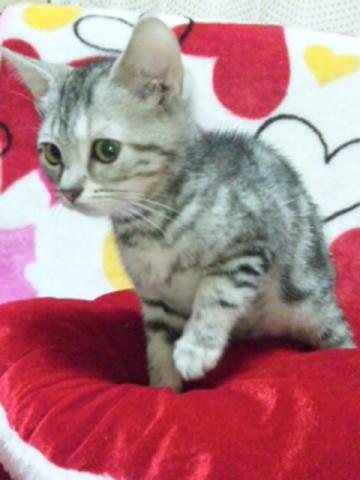 アメリカンショートヘアー