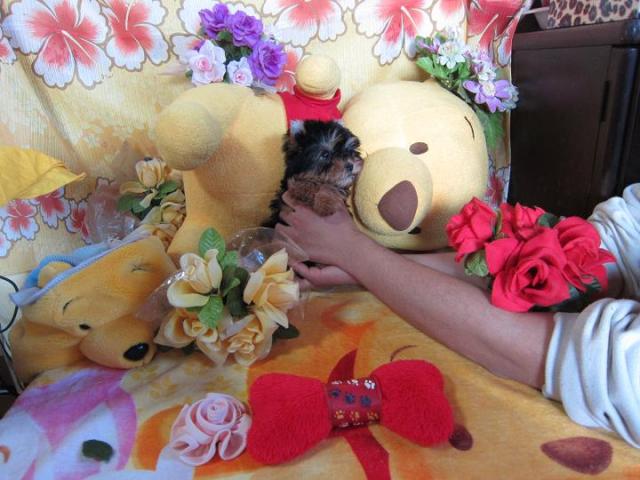 ヨークシャーテリア