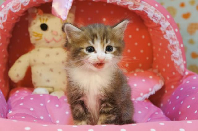 ノルウェージャンフォレストキャット