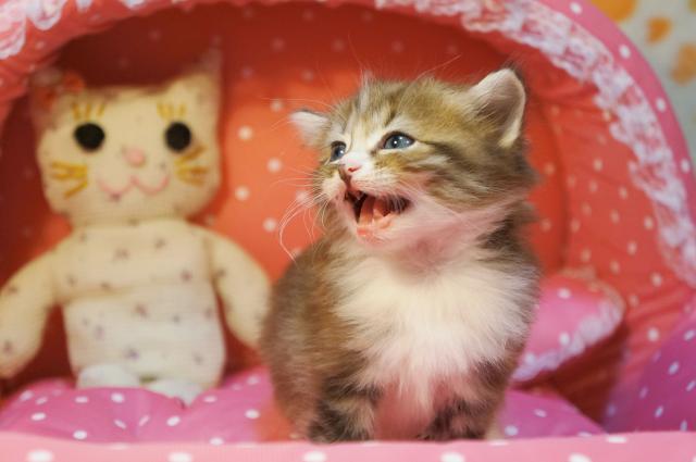 ノルウェージャンフォレストキャット