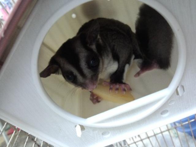 フクロモモンガ