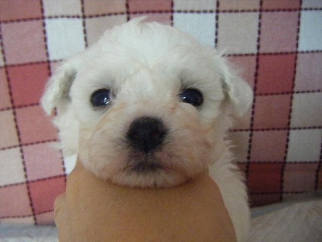 ビションフリーゼ