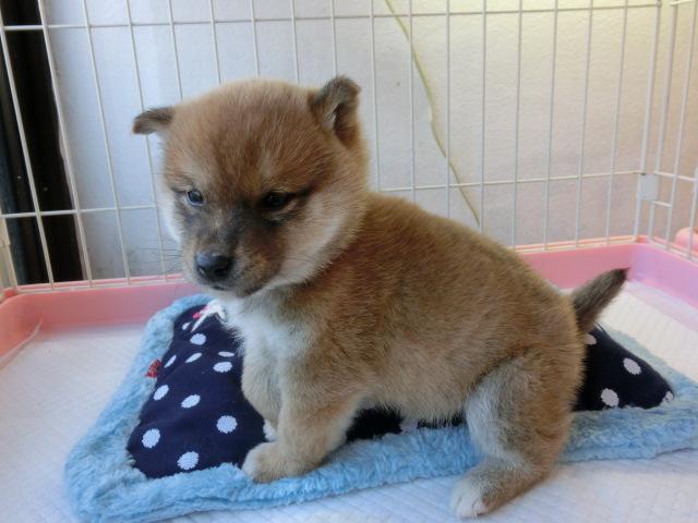 柴犬