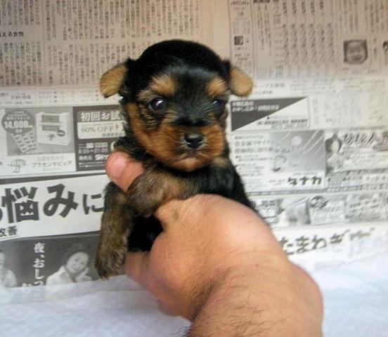 ヨークシャーテリア★全て込み込み価格です★男の子★