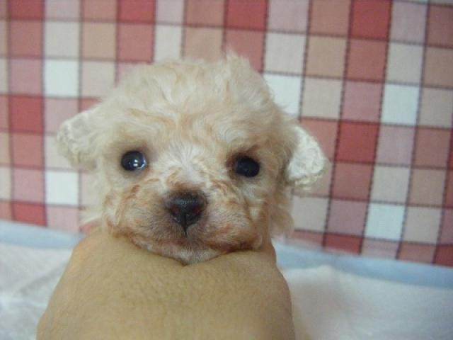 ビションフリーゼ