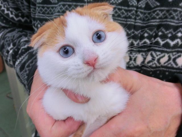 スコティッシュフォールド