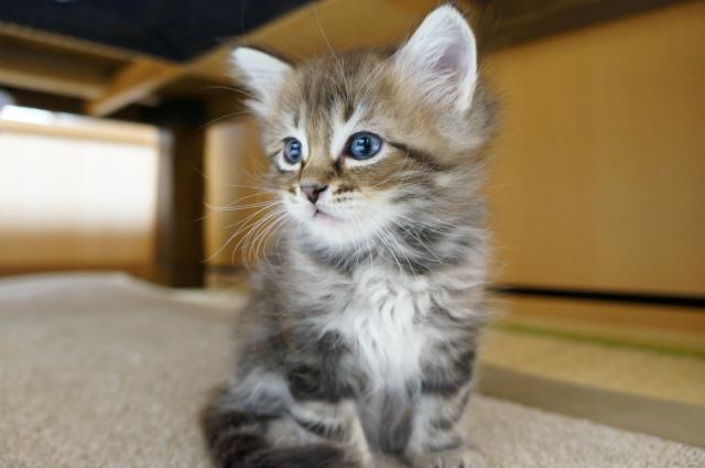 ノルウェージャンフォレストキャット