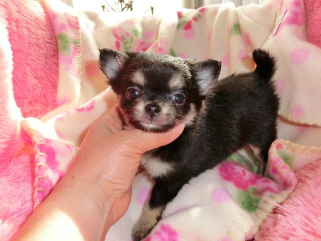 チワワ（ロングコート）