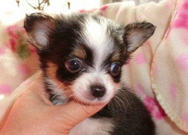 チワワ（ロングコート）