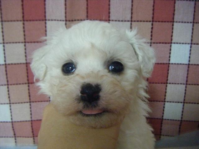 ビションフリーゼ